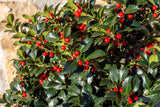 40 ENGLISH HOLLY Ilex Aquifolium aka European Common or Christmas Holly Evergreen Tree Shrub Berry Seeds
