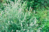 1500 LEMON BALM Melissa Officinalis Lemonbalm Fragrant Herb / Flower Seeds