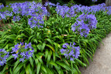 25 BLUE LILY of the NILE Agapanthus Orientalis African Lily Flower Seeds