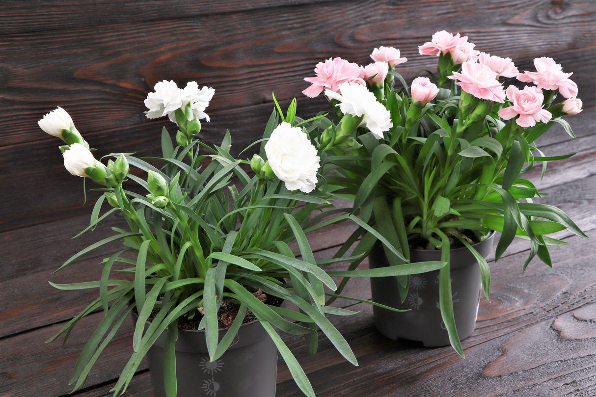 50 WHITE CARNATION Dianthus Caryophyllus Grenadin Flower Seeds