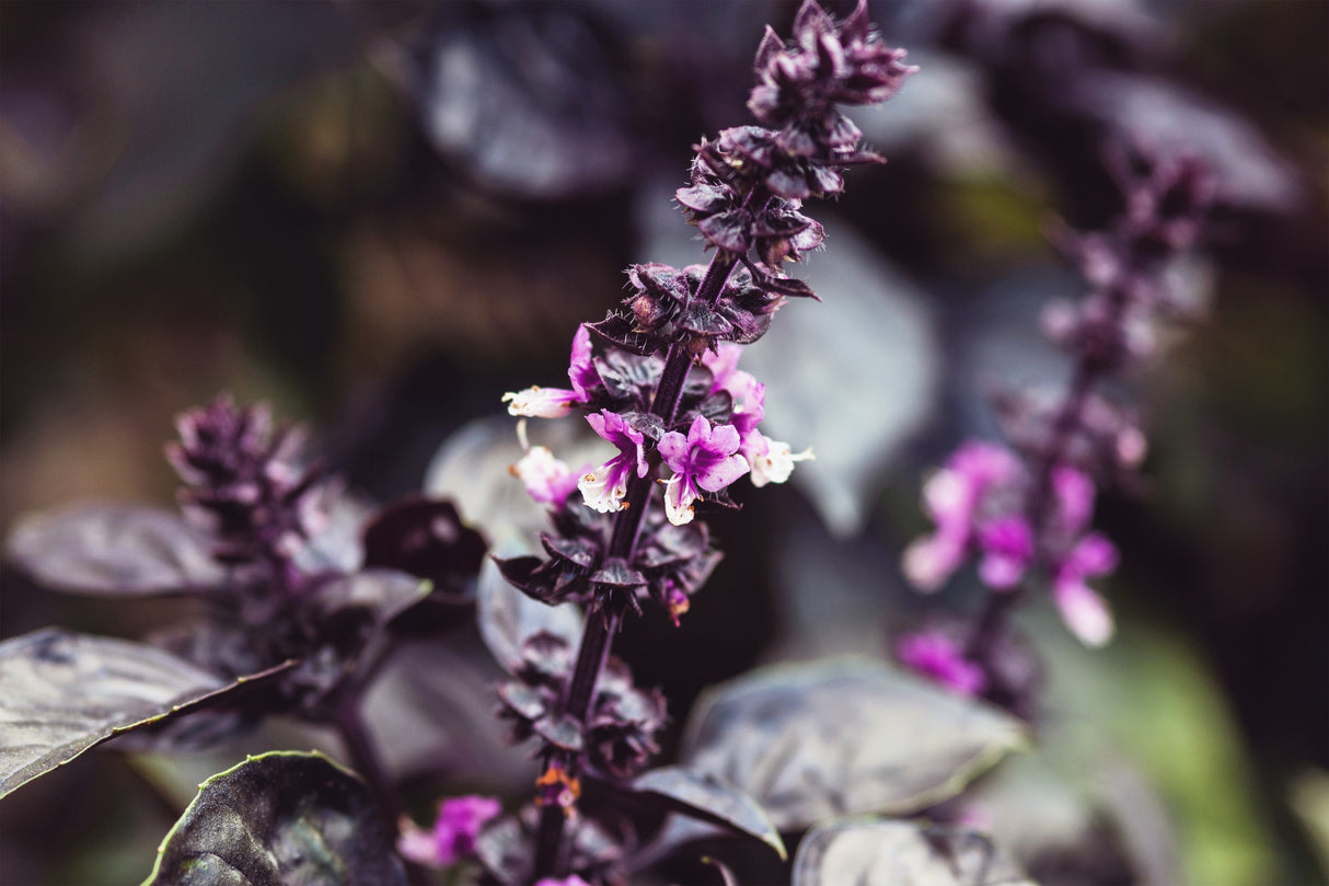 500 DARK OPAL BASIL (Purple Ruffles) Ocimum Basilicum Herb Flower Seeds