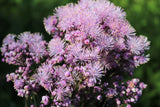 5 COLUMBINE MEADOW RUE Thalictrum Aquilegifolium Purple Pink Flower Seeds