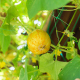 100 LEMON CUCUMBER Cucumis Sativus Fruit Vegetable Seeds