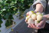 100 WHITE SOUL STRAWBERRY Fragaria Vesca Fruit Flower Berry Seeds