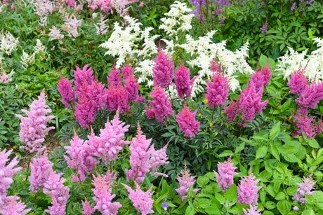 100 PINK MIX ASTILBE (False Spirea / False Goats Beard) Astilbe Chinensis Flower Seeds