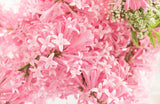 30 PINK LILAC Hungarian Lilac Tree Shrub Syringa Josikaea Fragrant Flower Seeds
