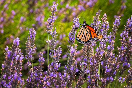 500 True ENGLISH LAVENDER VERA Lavandula Angustifolia Vera Herb Purple Flower Seeds