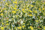 100 GREEN GOLD BUPLEURUM Griffithii Rotundifolium Hares Ear Thoroughwax Flower Seeds