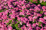 100 BRILLIANT PHLOX Drummondii Two Tone Pink Flower Seeds