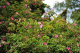 10 Pink CINNAMON ROSE Bush Amur Rosa Davurica Fragrant Flower Seeds