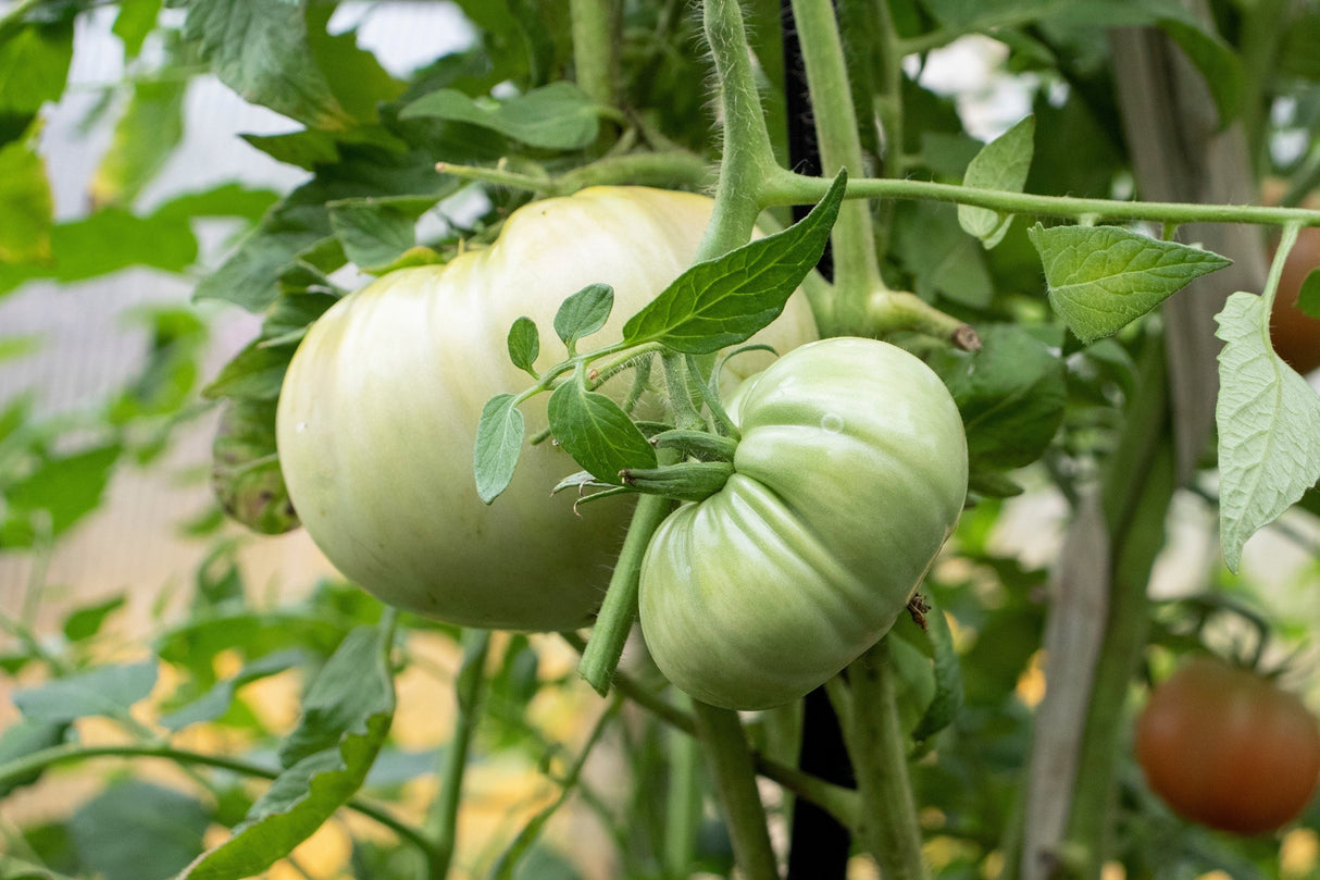 50 WHITE Wonder BEEFSTEAK TOMATO Lycopersicon 1 - 2 lb Fruit Vegetable Seeds