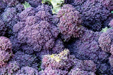 200 PURPLE SPROUTING BROCCOLI Brassica Oleracea Vegetable Seeds