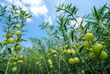 10 BALLOON MILKWEED Hairy Balls Butterfly Weed Asclepias Gomphocarpus Physocarpus Monarch Flower Seeds