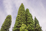 20 MEDITERRANEAN CYPRESS TREE Italian Pencil Pine Cedar Cupressus Sempervirens Stricta Seeds