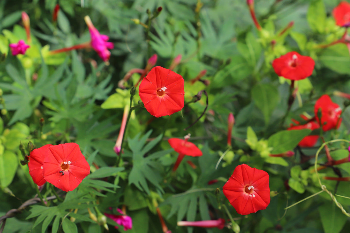 30 CARDINAL CLIMBER VINE Ipomea Quamoclit Red Flower Seeds