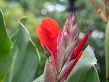 5 RED CANNA LILY Indian Shot Canna Indica Flower Seeds