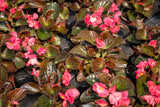 25 WAX MIXED BEGONIA Semperflorens Fibrous Mixed Colors Red Pink White Two Tone Shade Flower Seeds