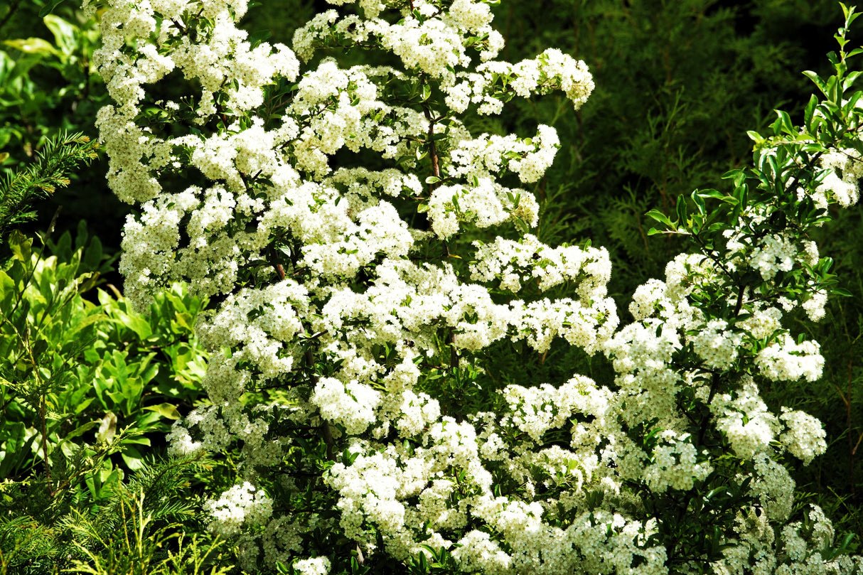 100 SEABERRY Sea Buckthorn Elaeagnus Hippophae Rhamnoides Orange Berry Fruit Shrub Yellow Flower Silver Foliage Seeds