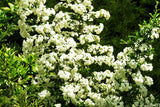 100 SEABERRY Sea Buckthorn Elaeagnus Hippophae Rhamnoides Orange Berry Fruit Shrub Yellow Flower Silver Foliage Seeds
