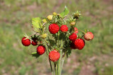 100 VESCA BARON STRAWBERRY Solemacher Berry Fragari Fruit Seeds
