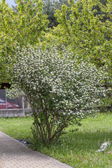 50 BLACK CHOKEBERRY Aronia Melanocarpa White Flower Fruit Shrub Seeds