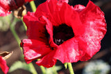 100 BEAUTY Of Livermere ORIENTAL POPPY Papaver Orientale Flower Seeds