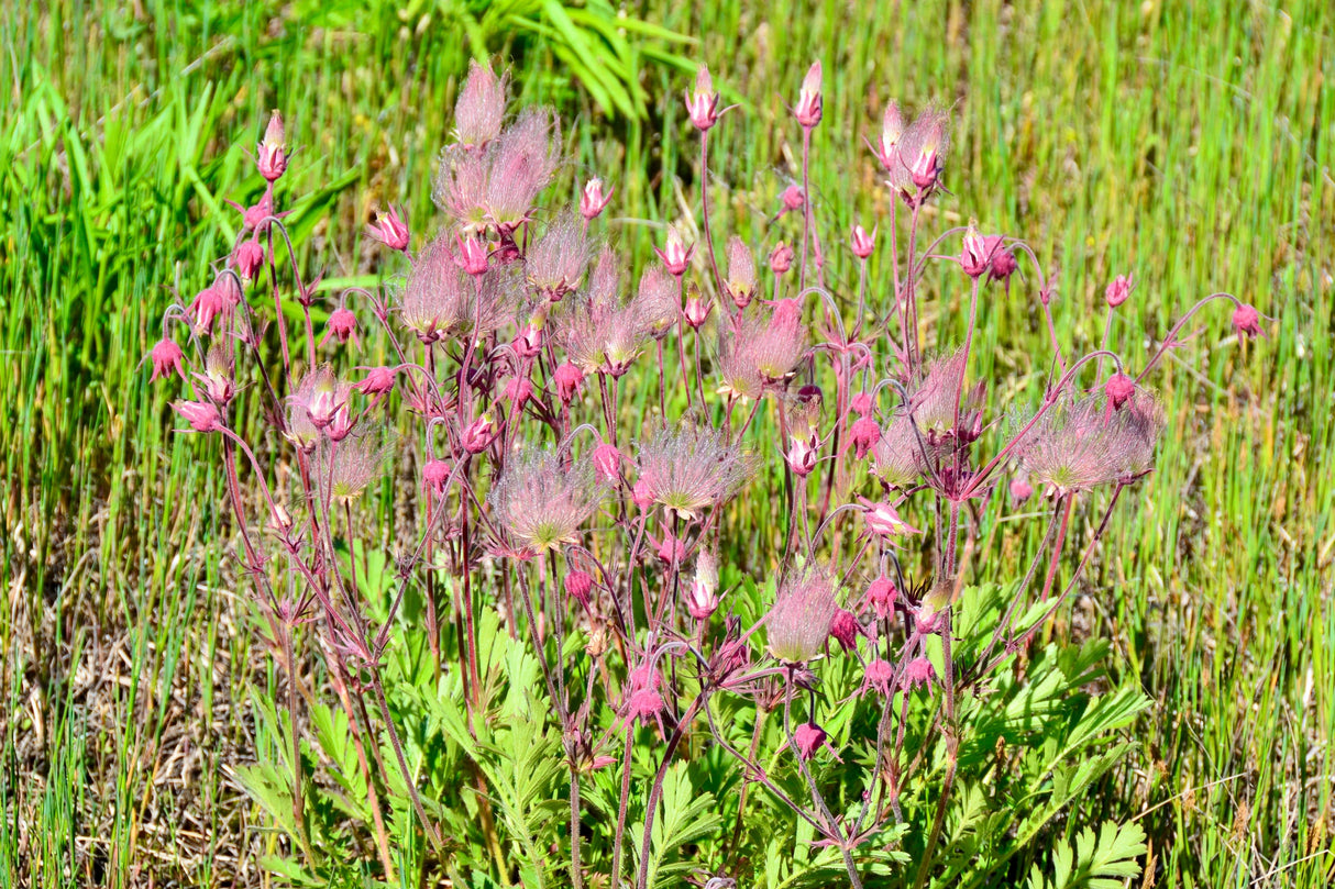 25 PRAIRIE SMOKE Geum Triflorum Purple Prairie Avens Pink Flower Seeds