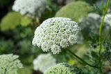 200 BISHOPS FLOWER Ammi Majus False Queen Annes Lace Seeds