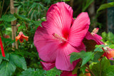 25 Grenache Vintage Hot PINK HARDY HIBISCUS Hibiscus Moscheutos Flower Seeds