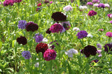50 BLACK CARNATION King of Blacks Dianthus Caryophyllus Grenadin Double Flower Seeds