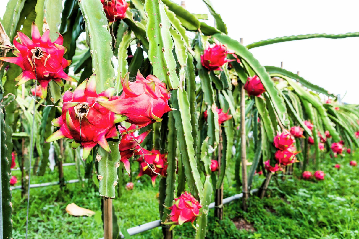 20 PURPLE DRAGON FRUIT (Pitaya / Pitahaya / Strawberry Pear) Hylocereus Undatus Cactus Seeds