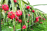 20 PURPLE DRAGON FRUIT (Pitaya / Pitahaya / Strawberry Pear) Hylocereus Undatus Cactus Seeds