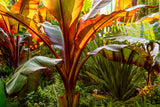 5 RED ABYSSINIAN BANANA Musa Ensete Ventricosum Flowering Fruit Tree Seeds