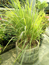100 LEMONGRASS East Indian Lemon Grass Fragrant Ornamental Edible Cymbopogon Flexuosus Seeds