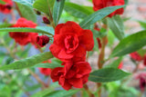 100 Mixed Dwarf TOM THUMB IMPATIENS Balsamina - Sun or Shade - Double Purple, Red, White, Pink, & Orange Flower Seeds