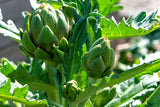75 GREEN GLOBE ARTICHOKE Cynara Scolymus Vegetable Seeds