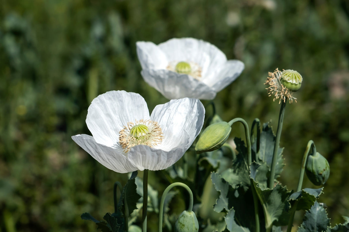 250 PERSIAN WHITE POPPY Papaver Somniferum Flower Seeds