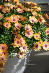 25 SALMON AFRICAN DAISY Dimorphotheca Sinuata Apricot Flower Seeds