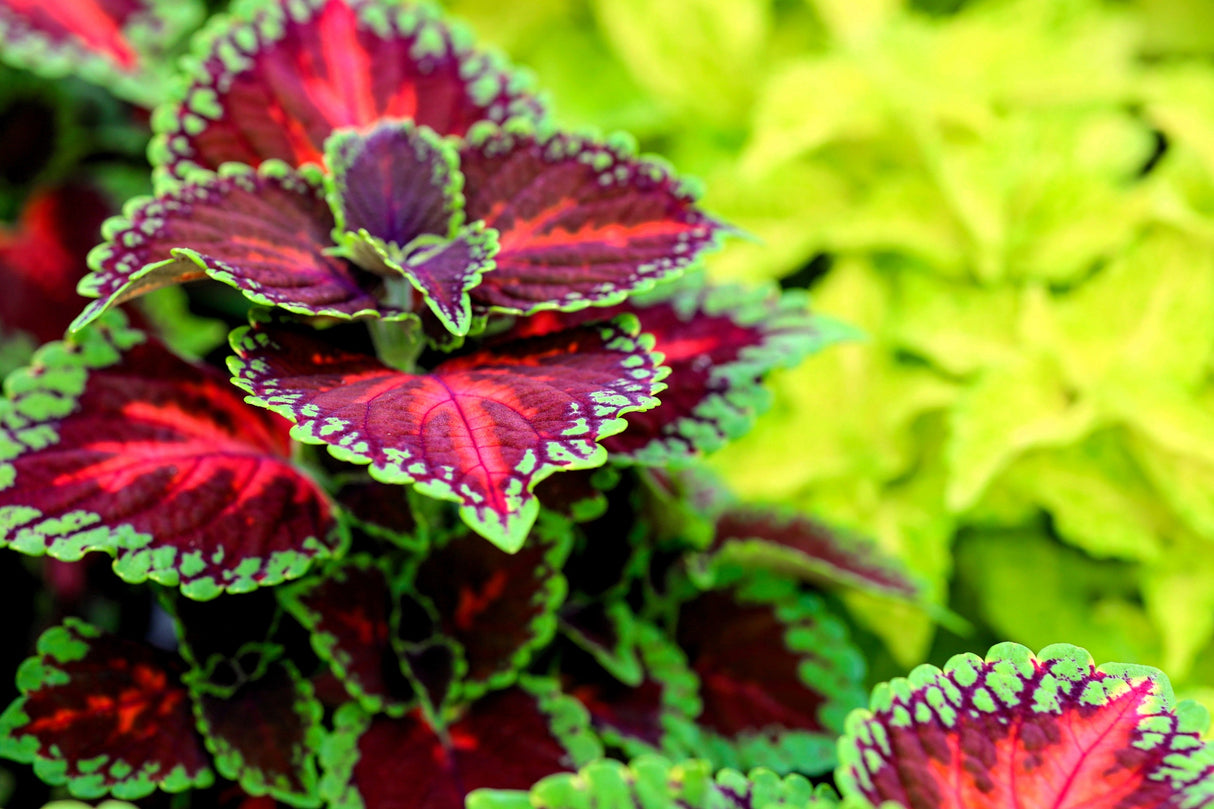 100 Mixed Colors COLEUS RAINBOW MIX Shade Houseplant Solenostemon Flower Seeds