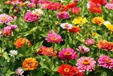 250 Mixed Colors Common GARDEN ZINNIA Elegans Flower Seeds