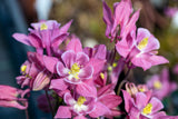 100 MIXED EUROPEAN COLUMBINE Aquilegia Flower Seeds
