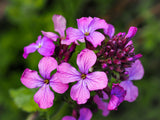 100 LUNARIA Biennis ( MONEY PLANT / Silver Dollar / Honesty / Moonwort / L Annua ) Flower Seeds