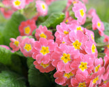 50 MIXED ENGLISH PRIMROSE Primula Vulgaris Acaulis Shade Houseplant Flower Seeds