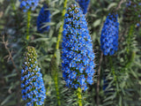 40 Blue PRIDE OF MADEIRA Echium Candicans Fastuosum Nectar Flower Seeds
