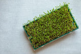 100 BLACK LENTIL Bush Lens Culinaris Vegetable Legume Sprouts Seeds