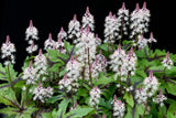 20 HEARTLEAF FOAMFLOWER White & Pink Tiarella Wherryi Coolwort Flower Seeds