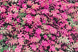 150 MIXED SEDUM Stonecrop Succulent Groundcover Red White Yellow Pink Purple Flower Seeds
