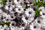 50 WHITE AFRICAN Cape DAISY Dimorphotheca Sinuata Flower Seeds