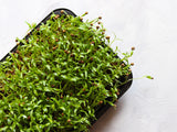 250 LEISURE CILANTRO / CORIANDER Coriandrum Sativum Herb Vegetable Seeds