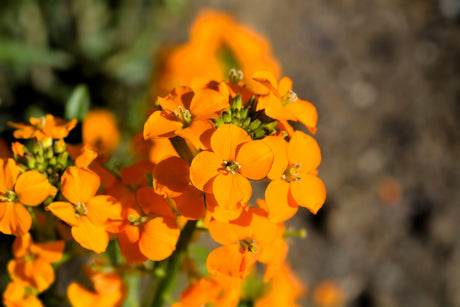 500 SIBERIAN WALLFLOWER Erysimum Cheiranthus Allionii Orange Flower Seeds